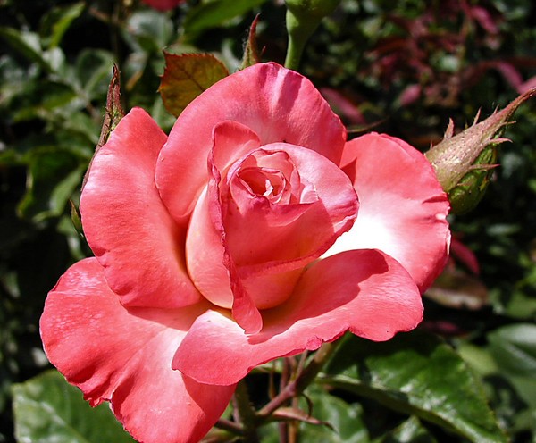 Capitol Park Rose 2