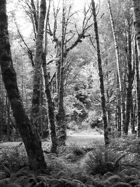 Trees of life