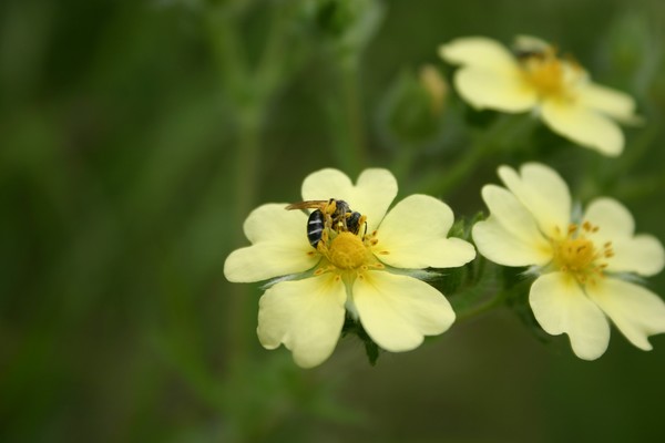 Butterhoney