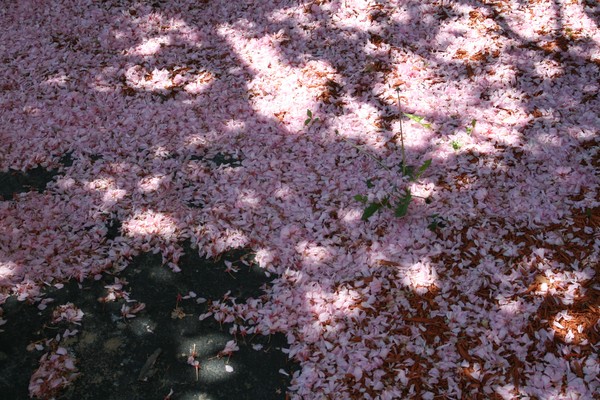 Nature's Confetti