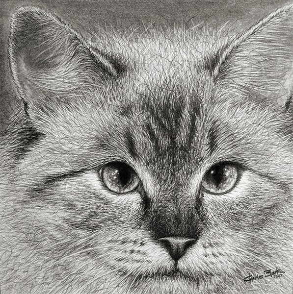 Kitty