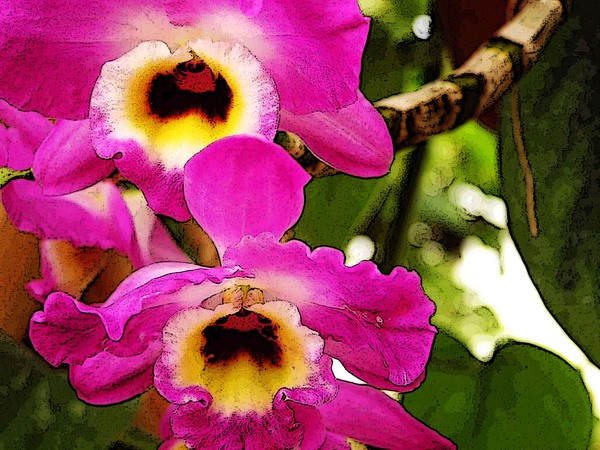 Little Orchids