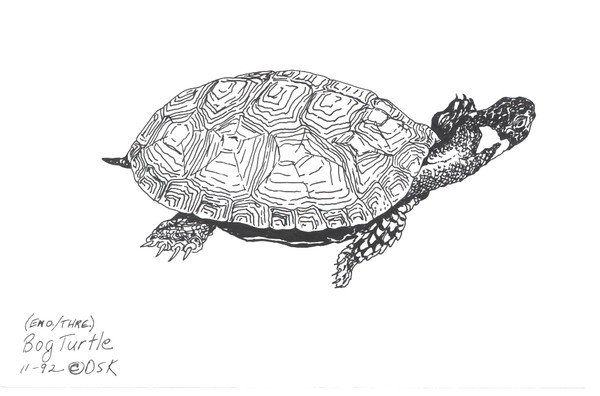 Bog Turtle