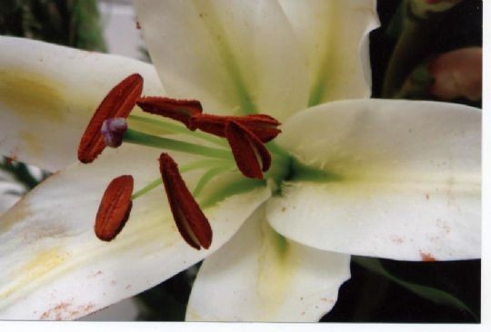 lily