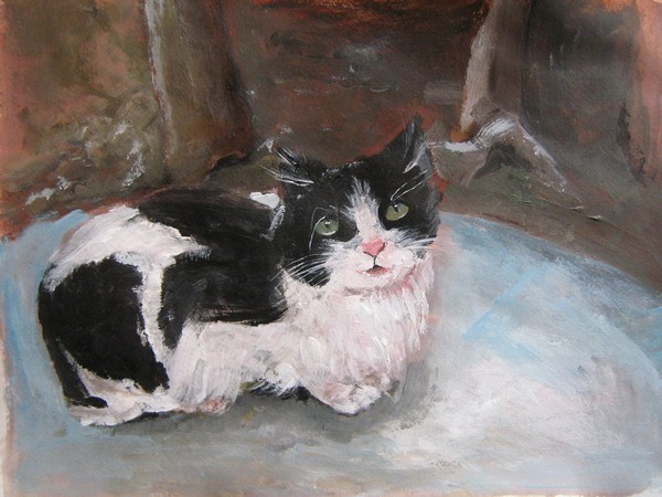 Cat as a model 