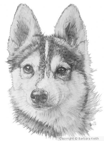Alaskan Klee Kia