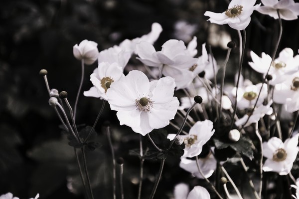whites in black