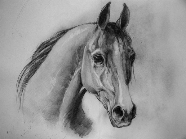 Konik