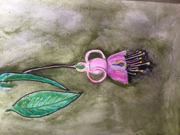 Fuschia bloom: watercolour