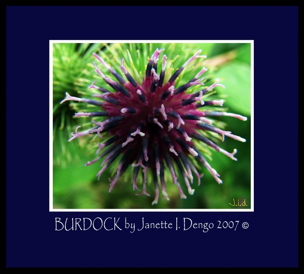 Burdock