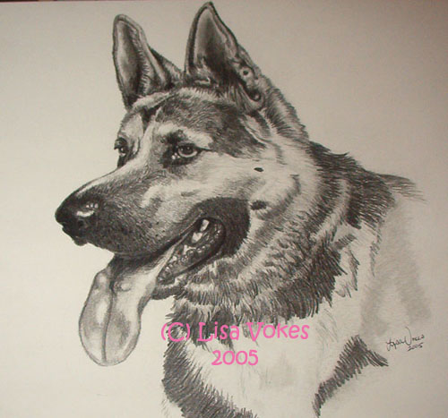 German Shepherd 