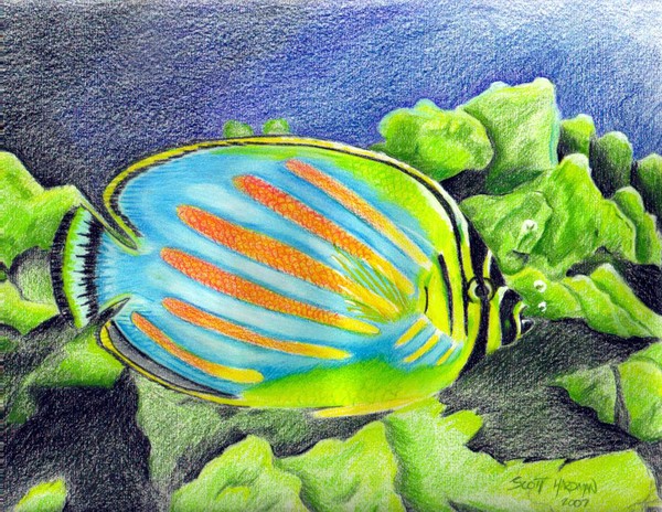 Ornate Butterflyfish