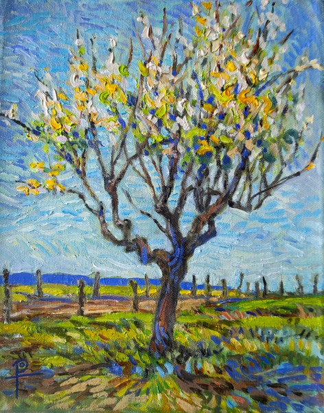 Apricot Tree