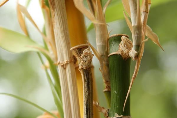 Bamboo