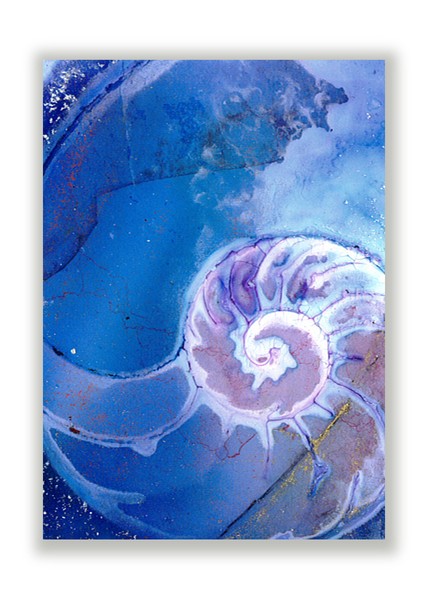 Nautilus Shell 715