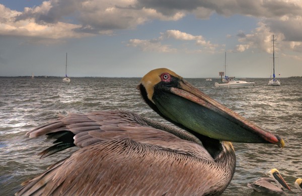 portrait of a pelican