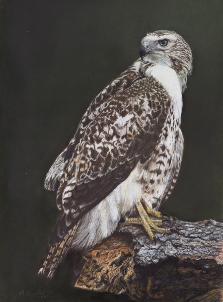 Juvenile Red-Tailed Hawk