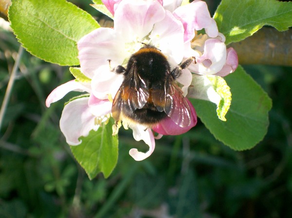 Bee on flower