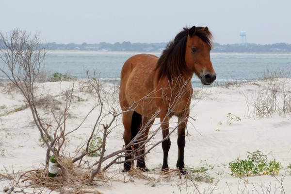 Shackleford Pony