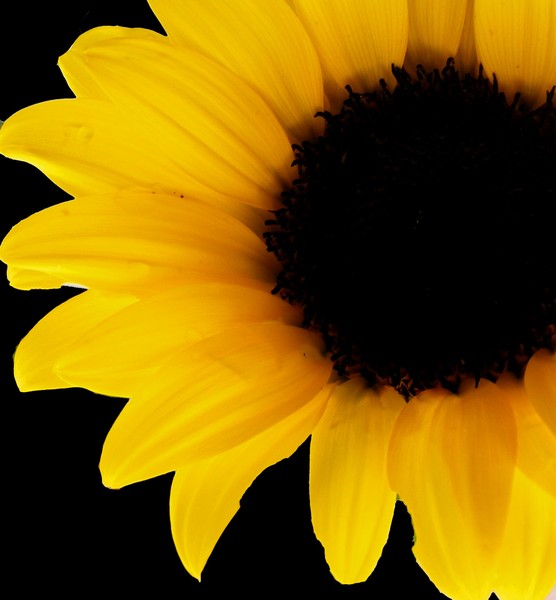 Yellow_Bloom_