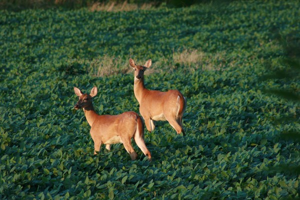 Double Doe