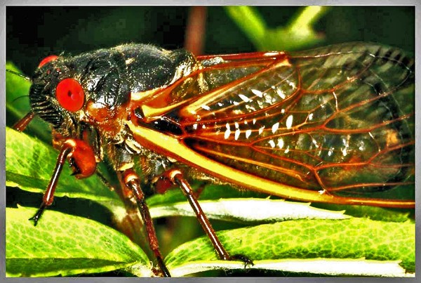 CICADA