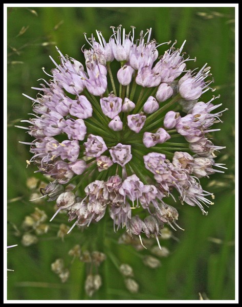 BLUE SPINEY BLOSSOM
