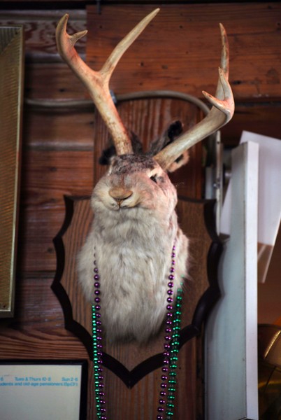 Jackalope