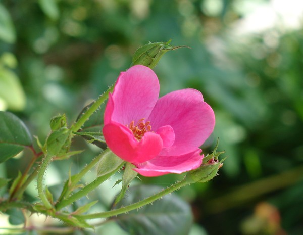 Antique Rose