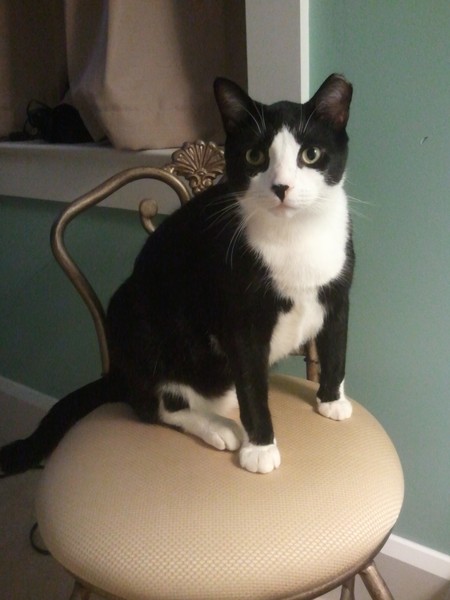 Kitty