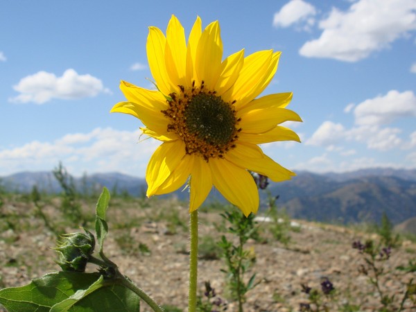 Flowers and Clouds