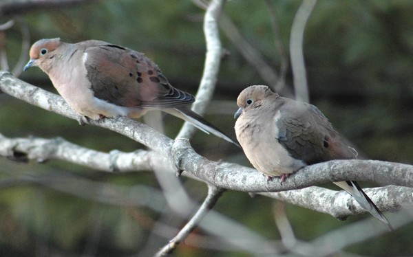 Morning doves