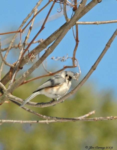  Tufted Titmouse