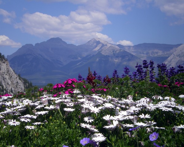 View from the Patio