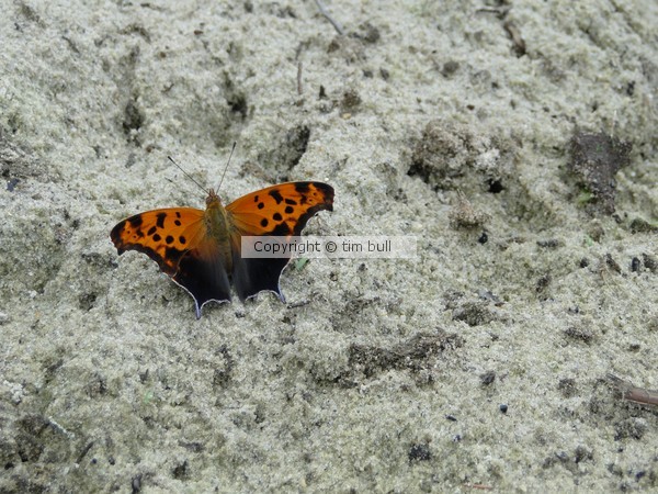 Question Mark Butterfly