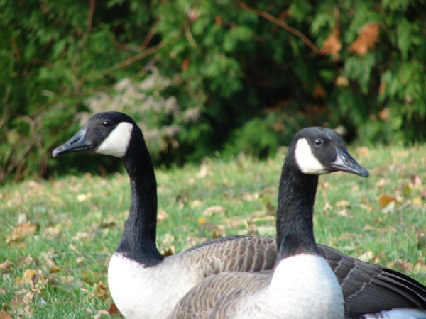 Ducking Away