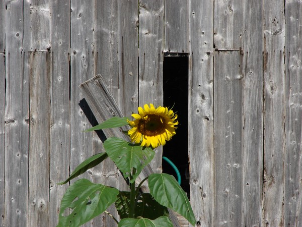 Sagging Sunflower