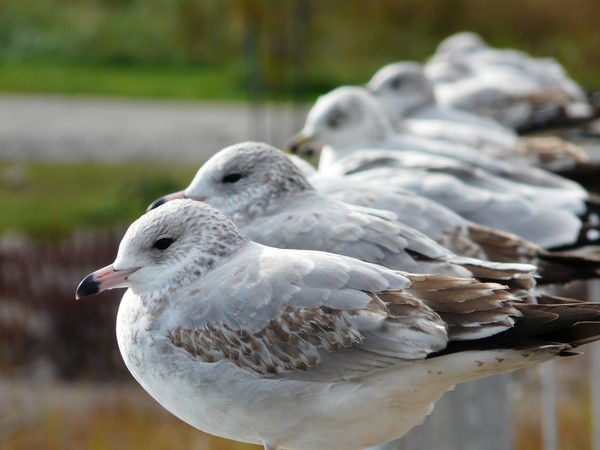 Birdline