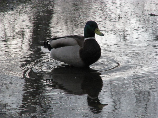 in the middle of the...duck series