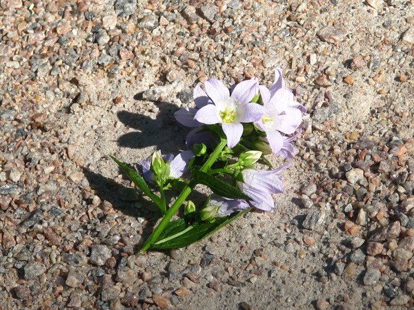 eARTHS LITTLE BLESSINGS..