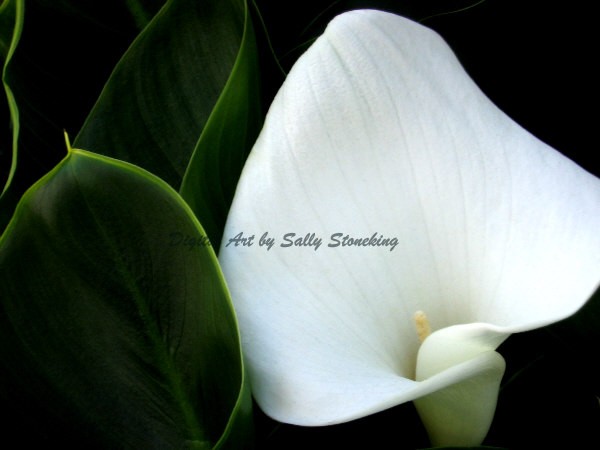 White Calla Lily