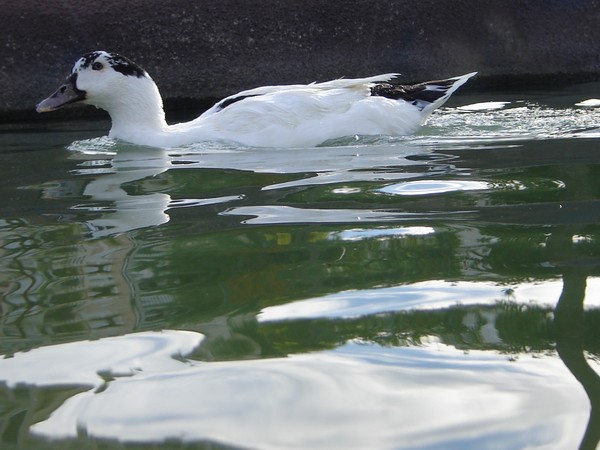 Duck In A Hurry