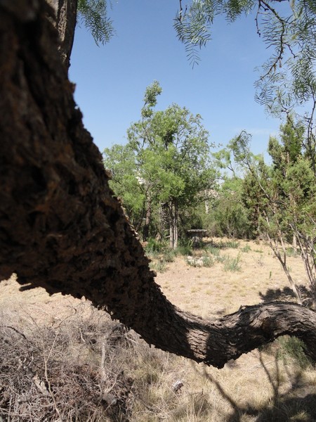 Mesquite