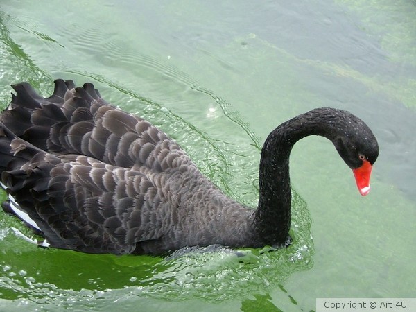 Black.Swan.2