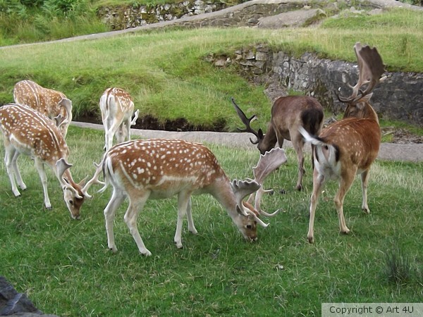 Bradgate Deer 3