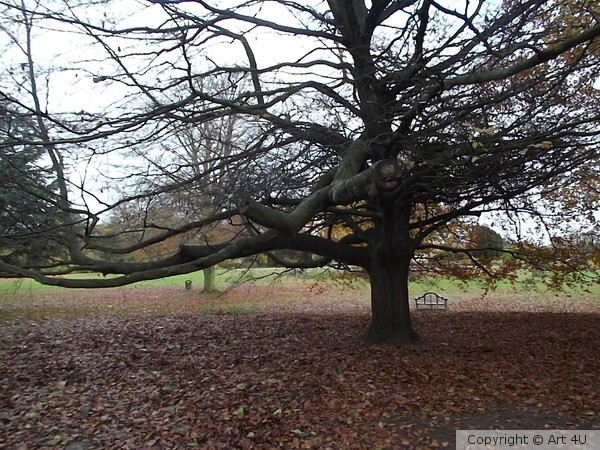 Spider Tree