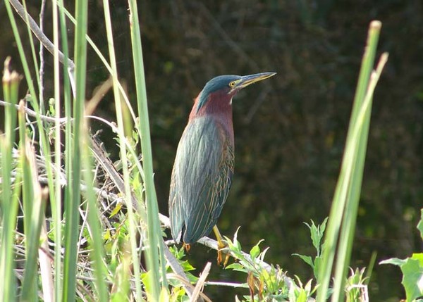 Green Heron Standing Tall