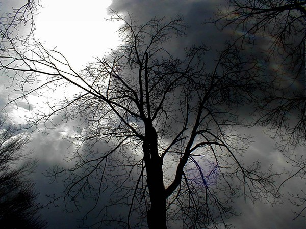 darktree