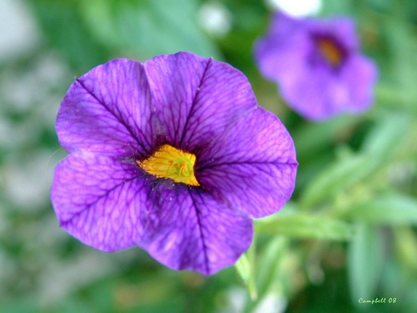 Purple Haze