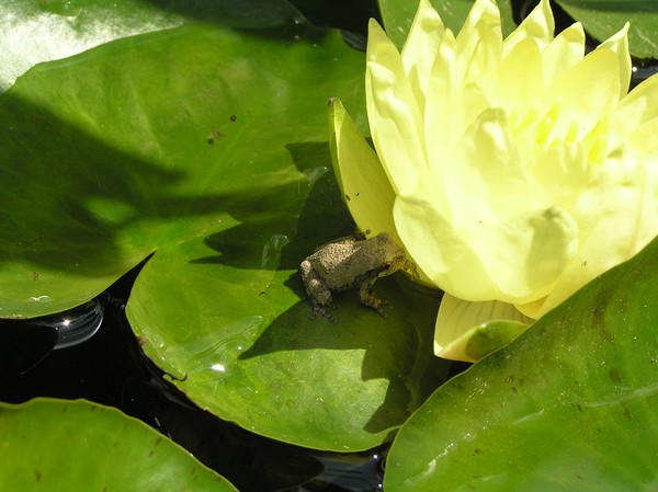 Frog on Lily